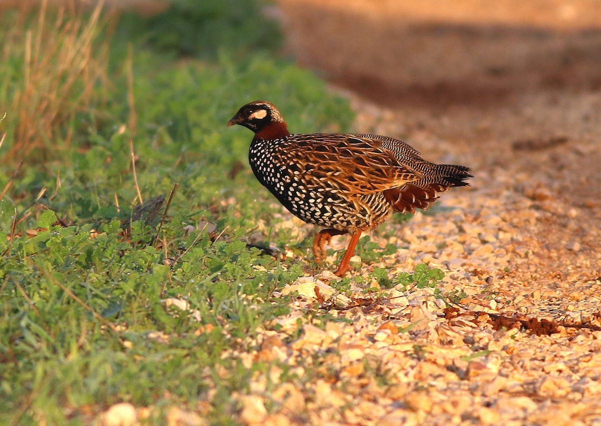 Black Francolin (Western) - ML647010760