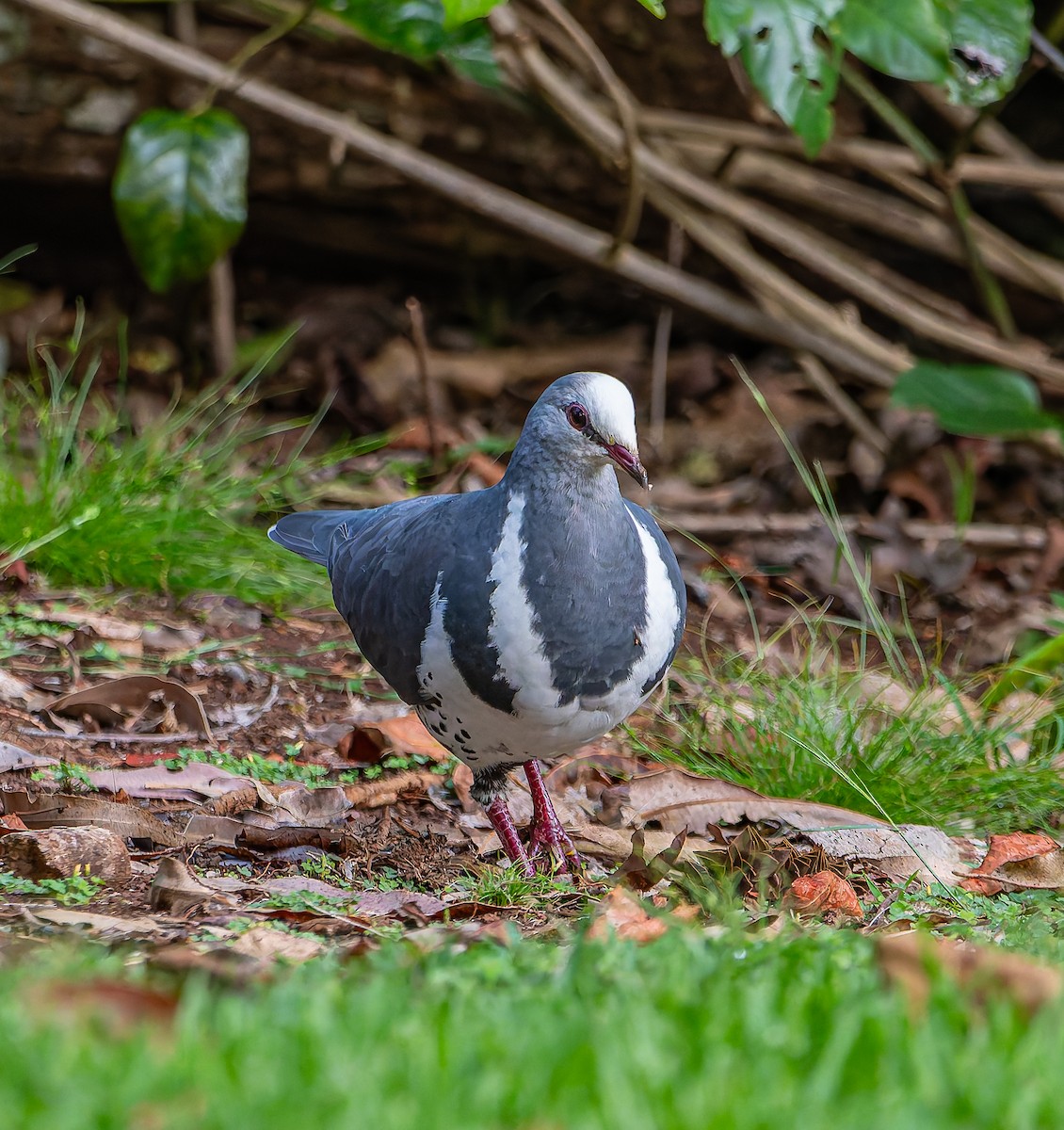 Wonga Kumrusu - ML647010772