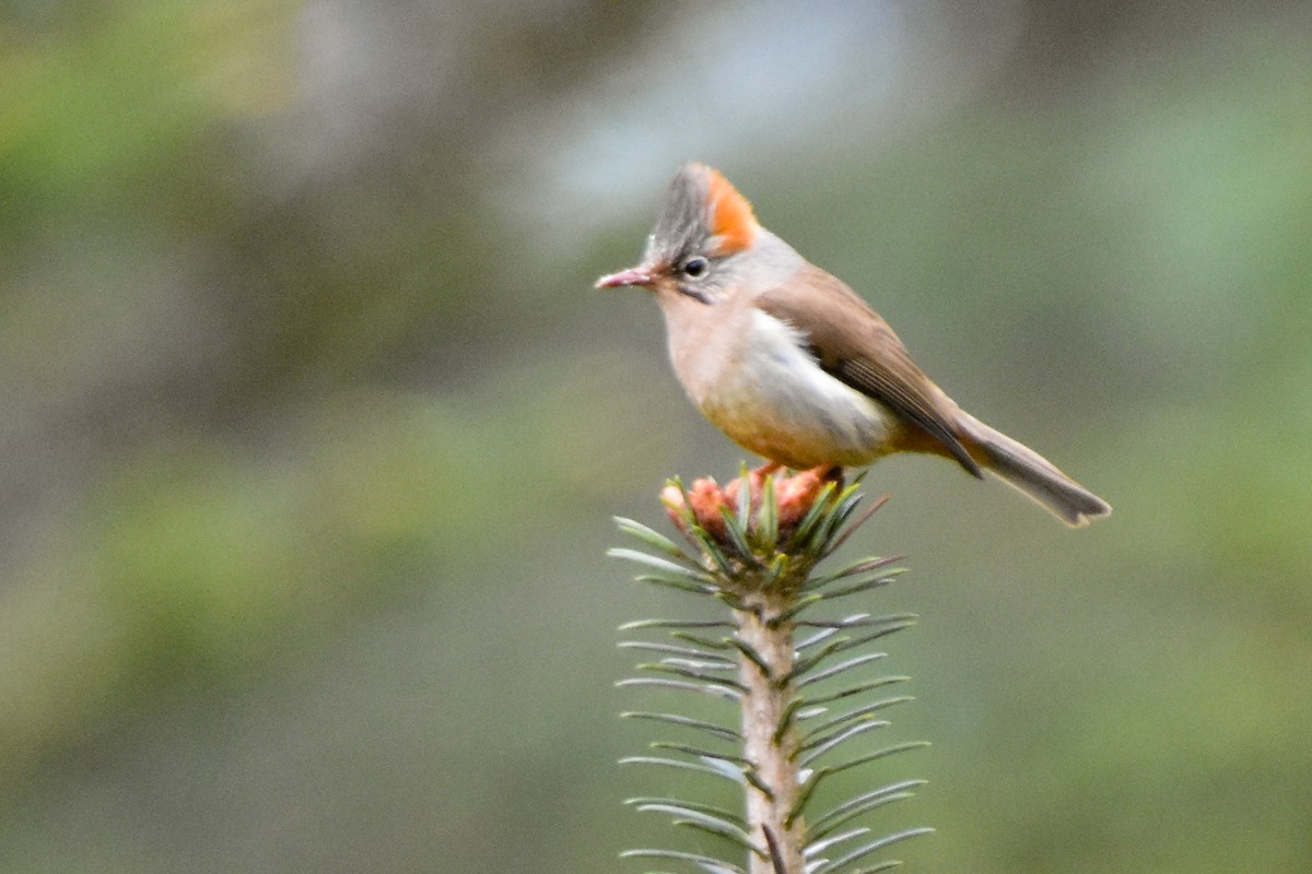 rustnakkeyuhina - ML647010776