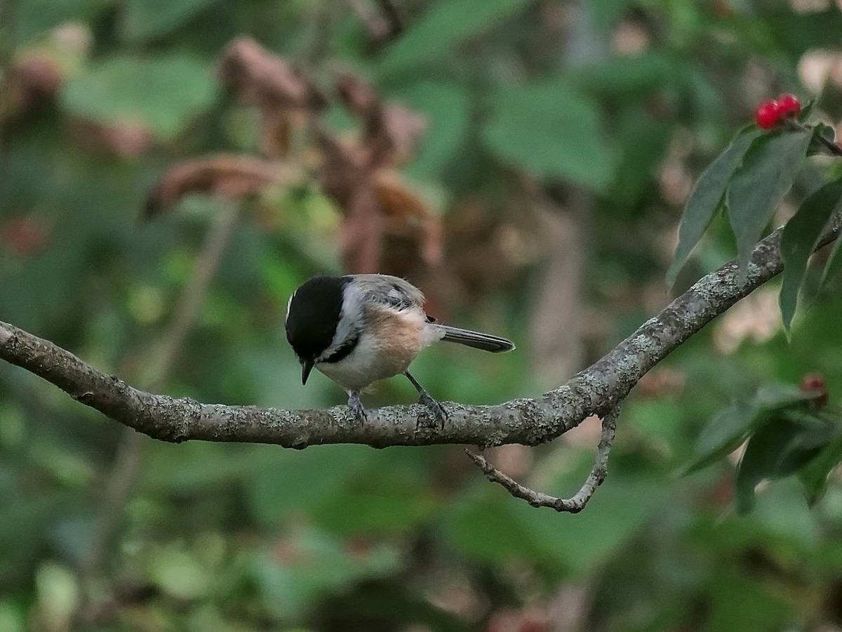Black-capped Chickadee - ML647010777