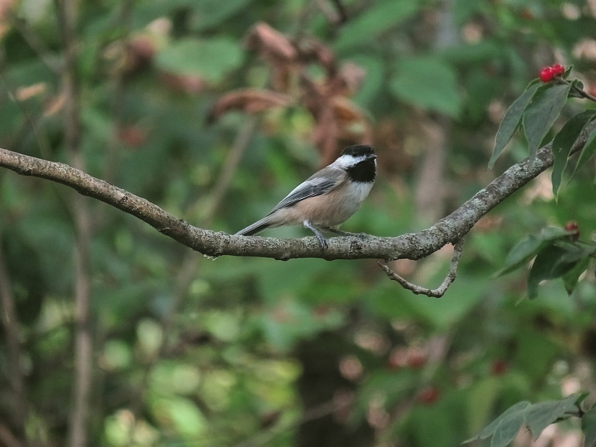 Black-capped Chickadee - ML647010778