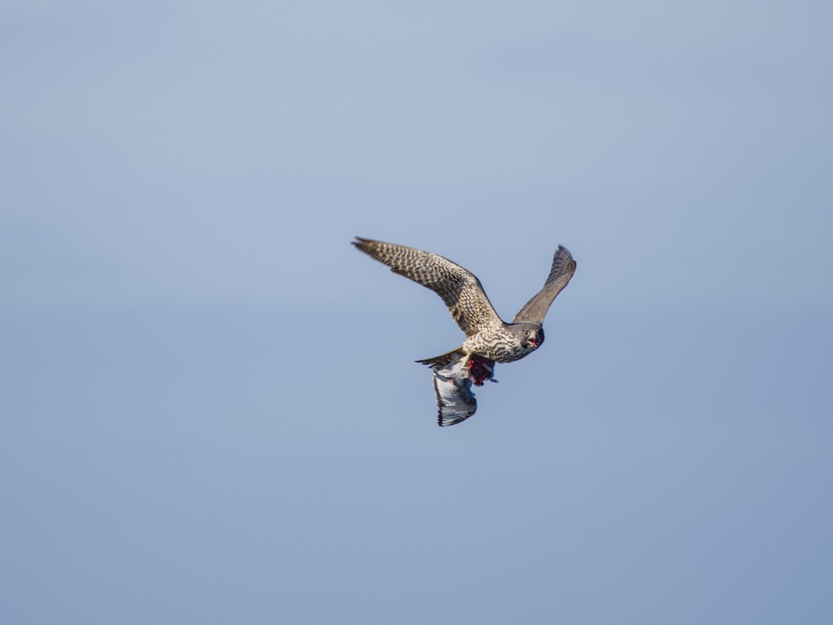 sokol stěhovavý - ML647010780