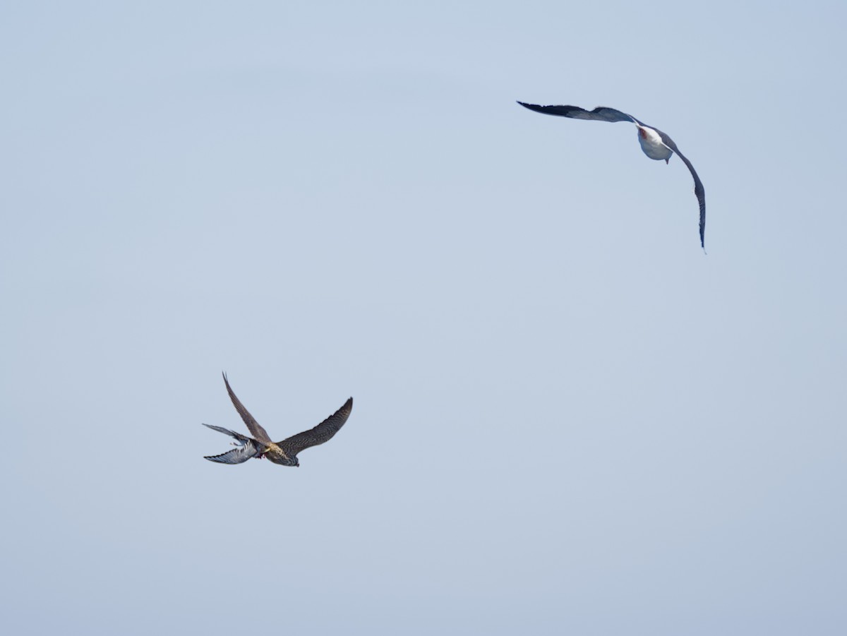 sokol stěhovavý - ML647010782