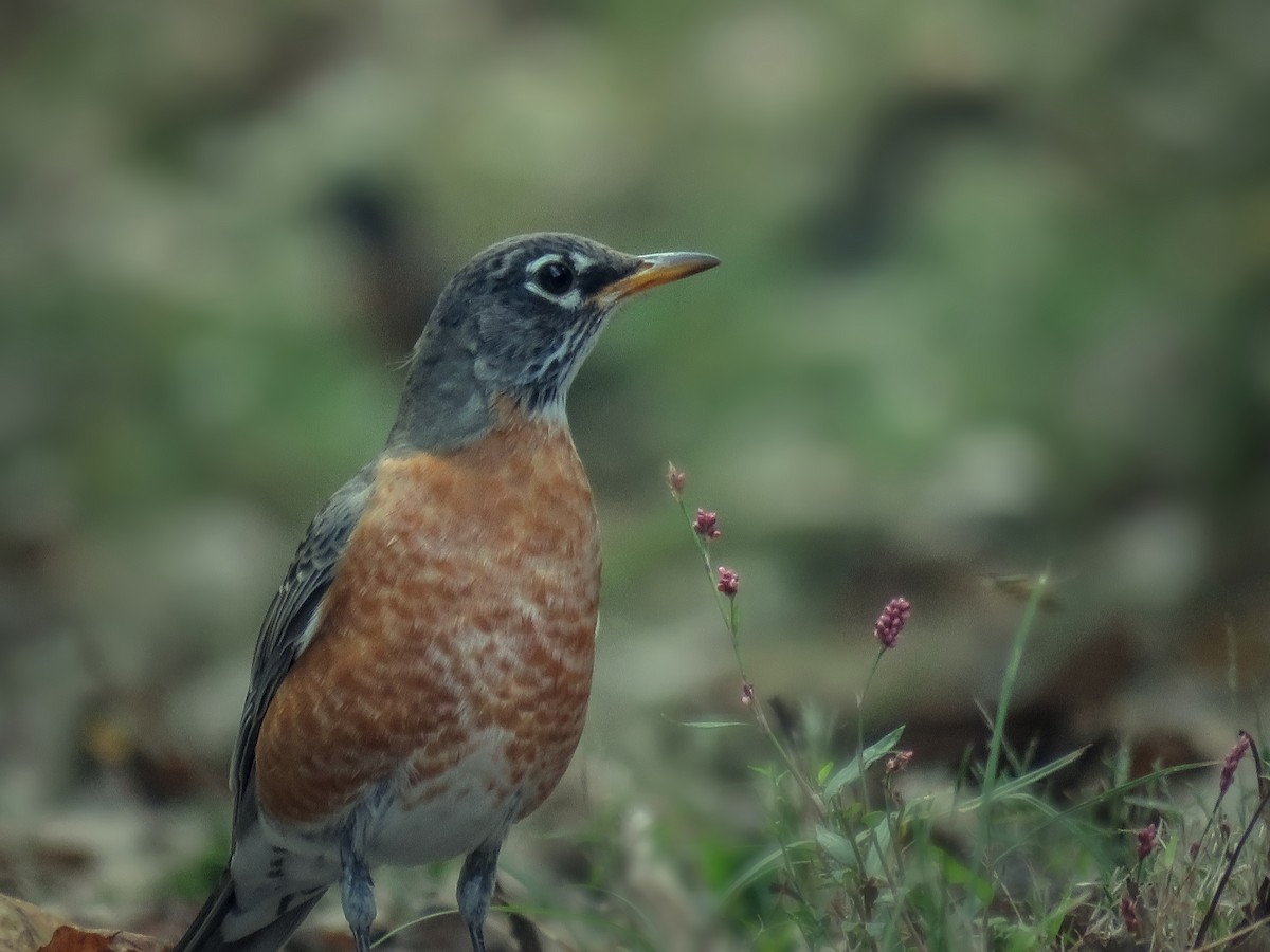 American Robin - ML647010789