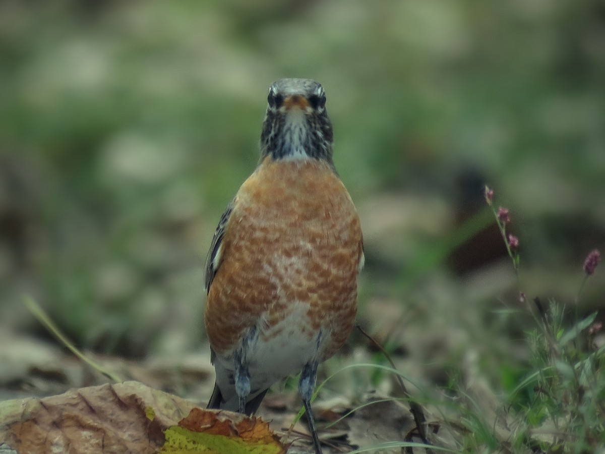 American Robin - ML647010790
