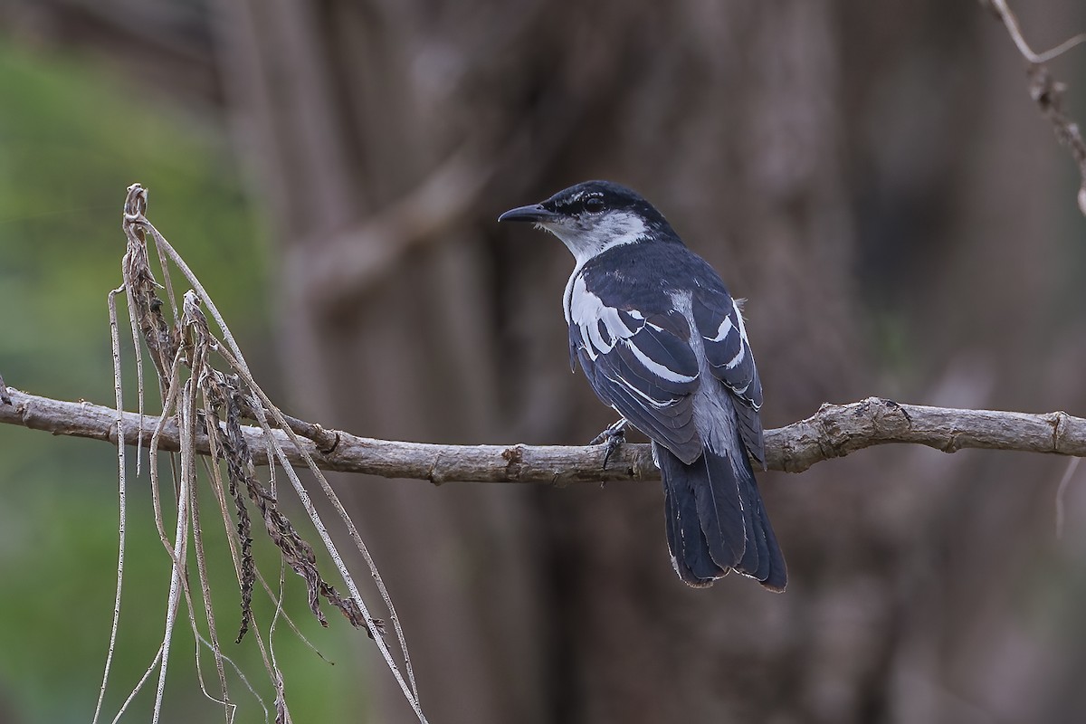 White-shouldered Triller - ML647010791