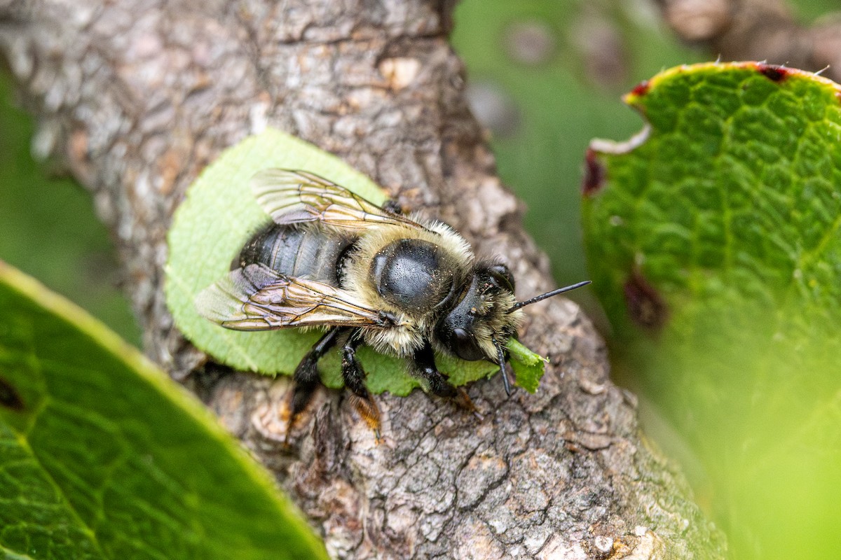 Leafcutter, Mortar, and Resin Bees - ML647010793