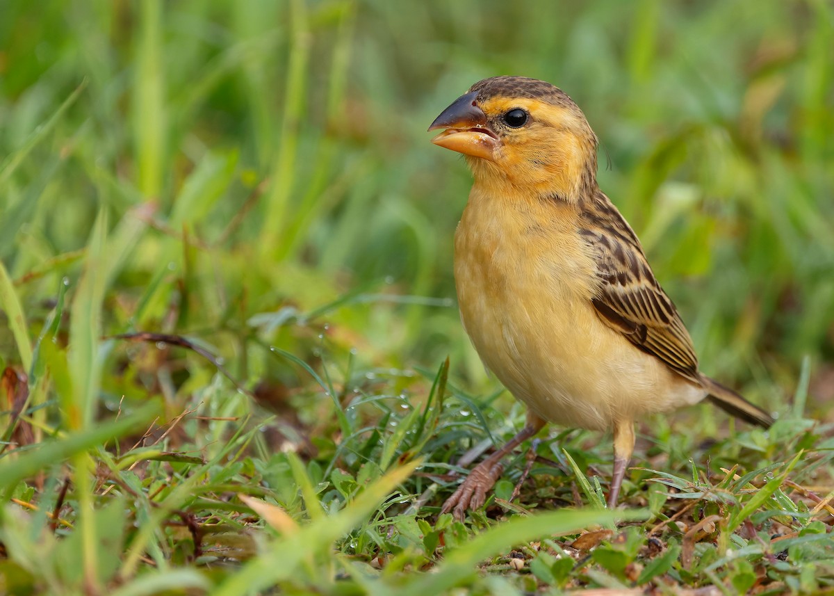 Ткачик золоточеревий - ML647010794
