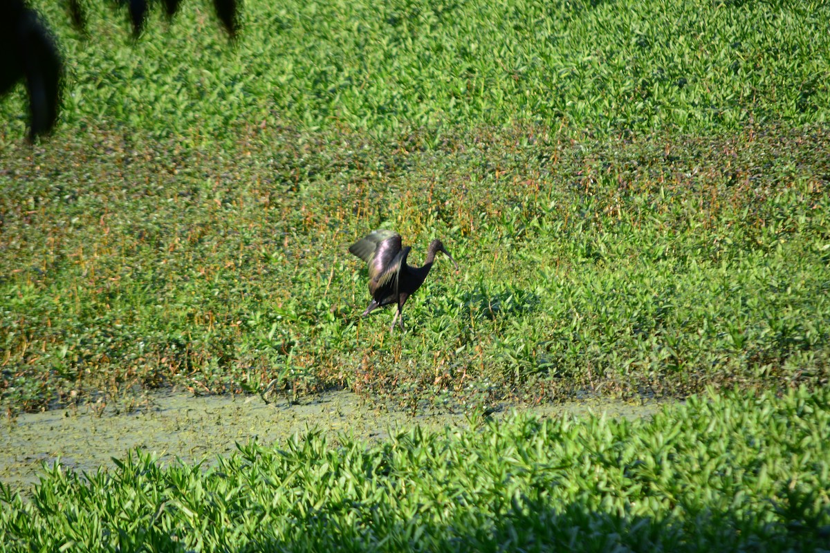 Glossy Ibis - ML647010799