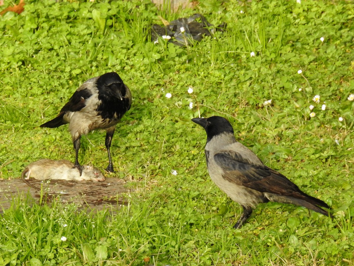 Hooded Crow - ML647010830