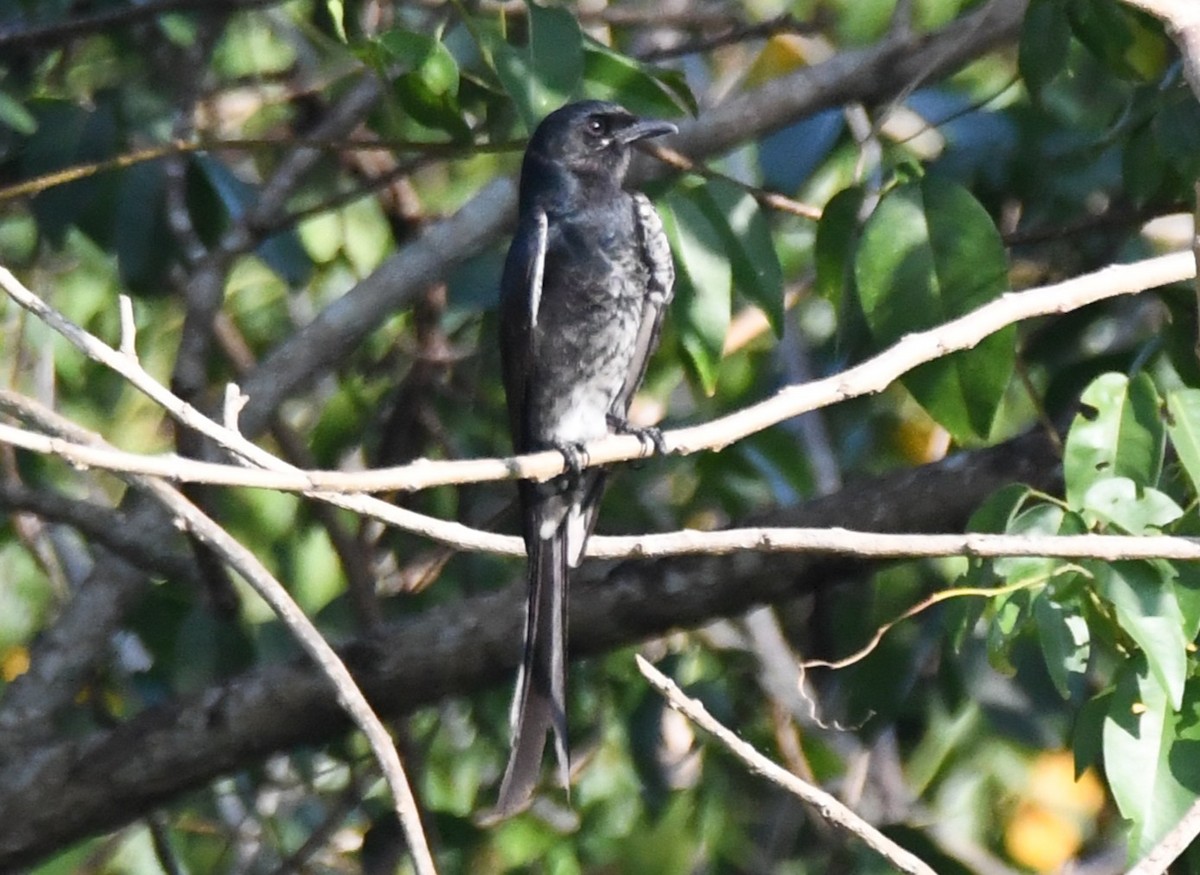 Black Drongo - ML647010832