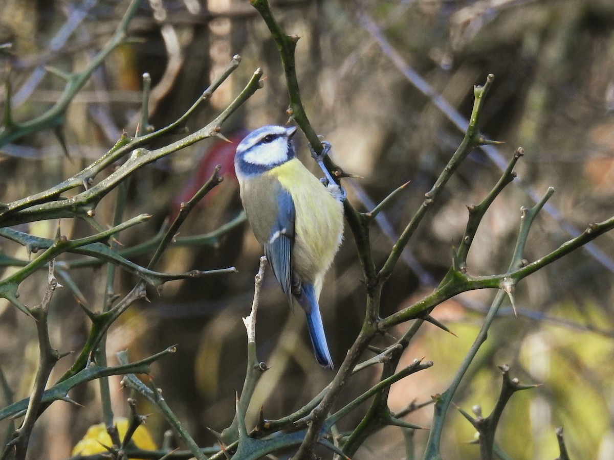 Eurasian Blue Tit - ML647010834