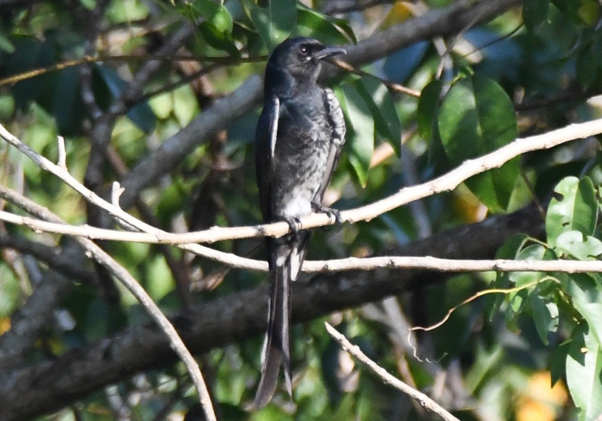 Black Drongo - ML647010835