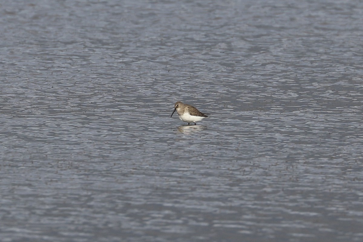 黑腹濱鷸 - ML647010836