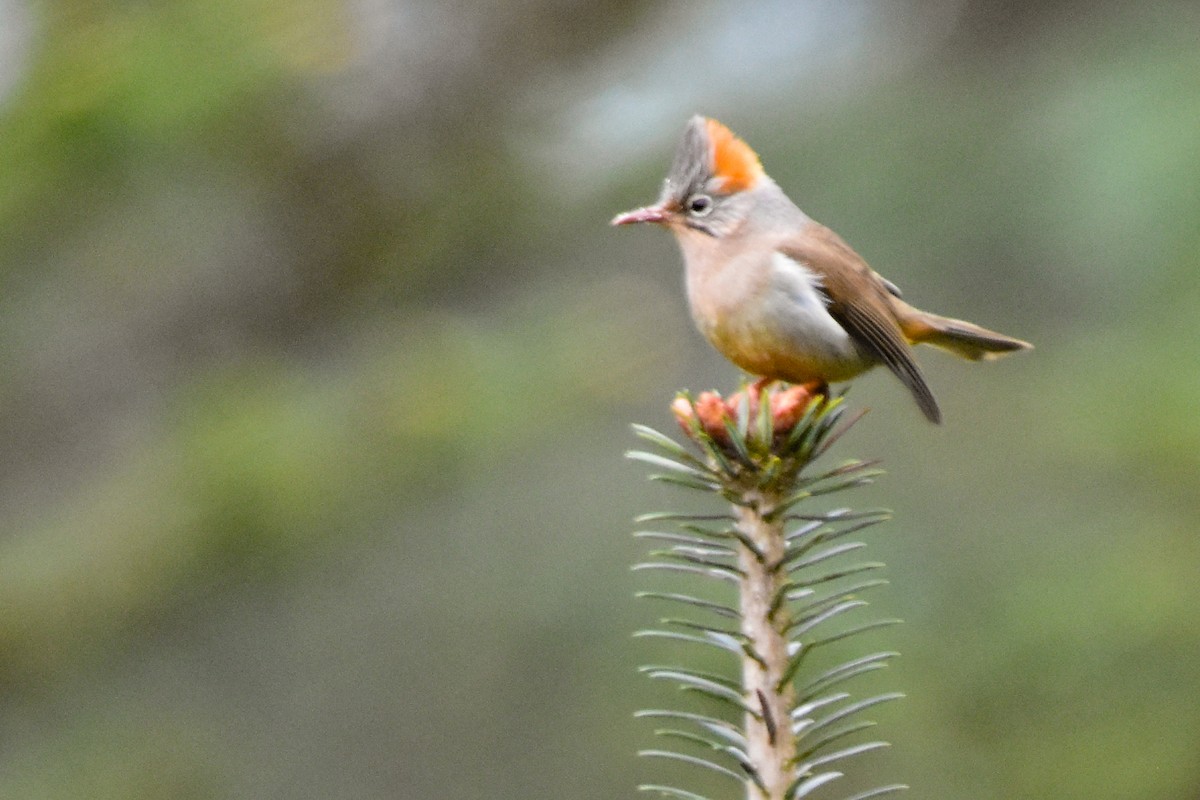 rustnakkeyuhina - ML647010837