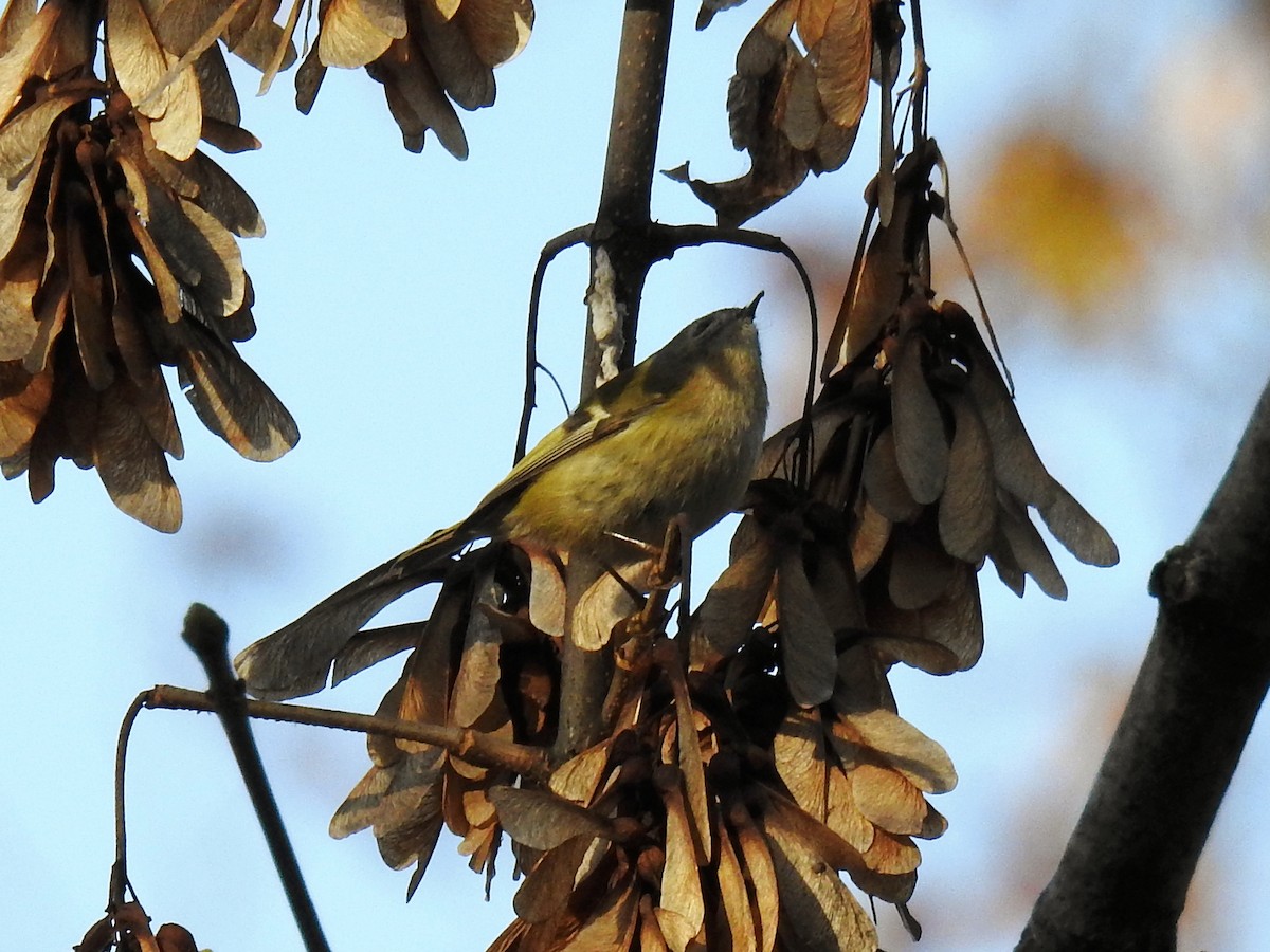 Goldcrest - ML647010841