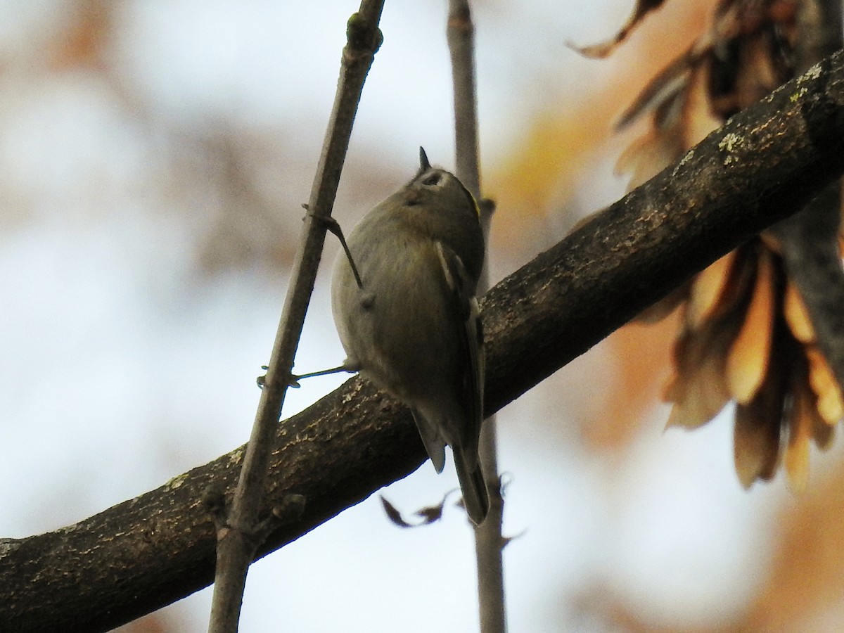 Goldcrest - ML647010842