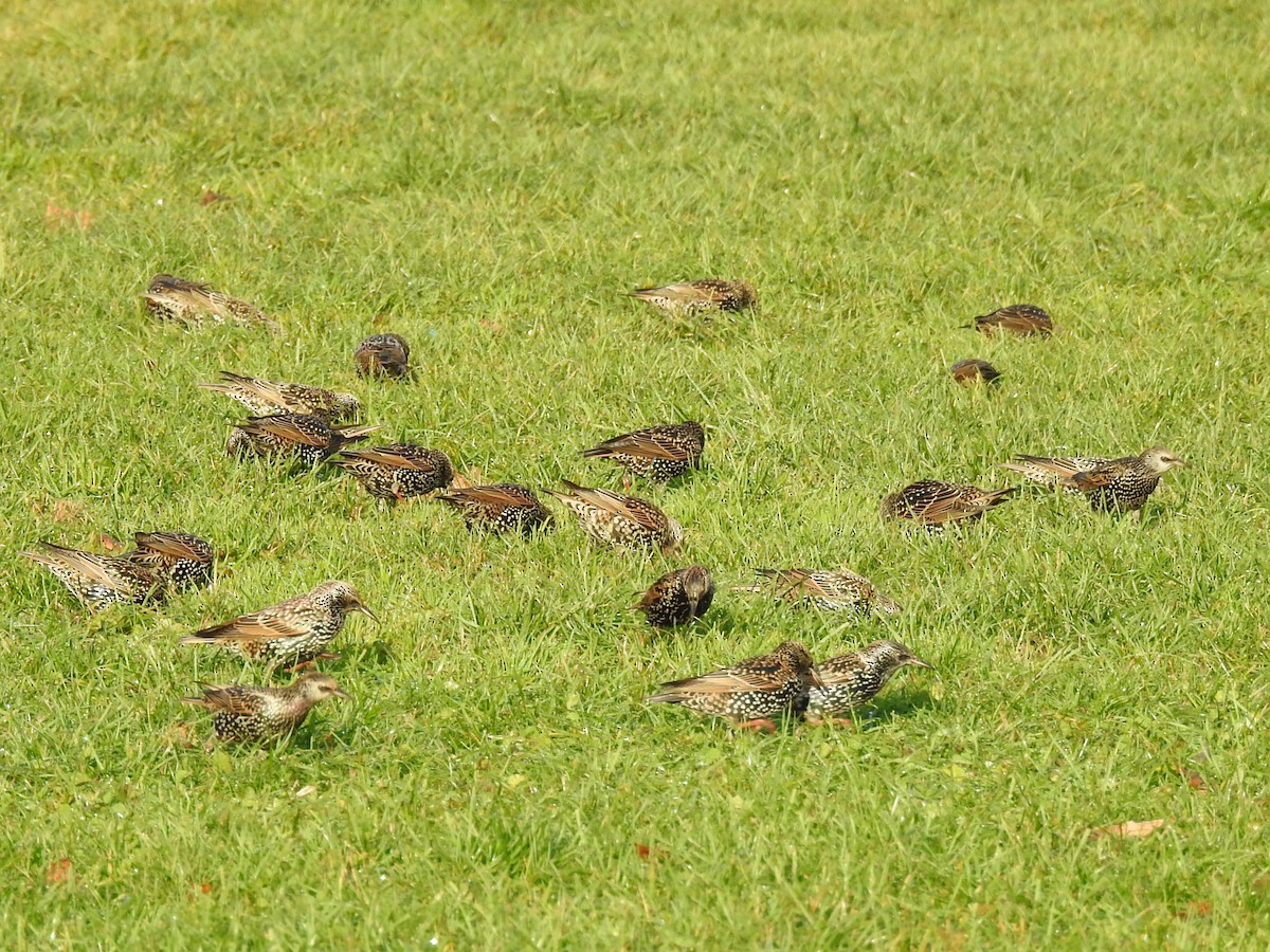 European Starling - ML647010852