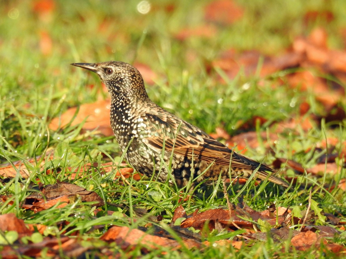 European Starling - ML647010853