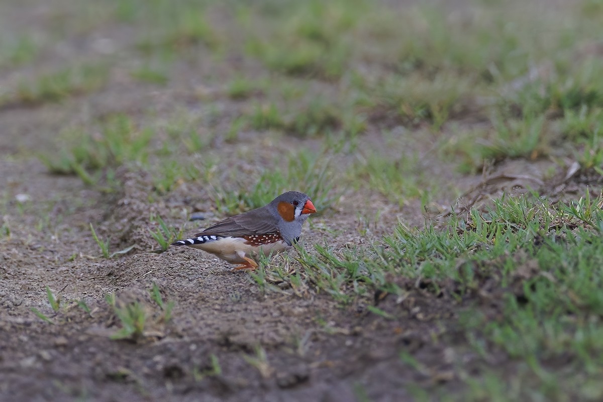 sundaastrild - ML647010854