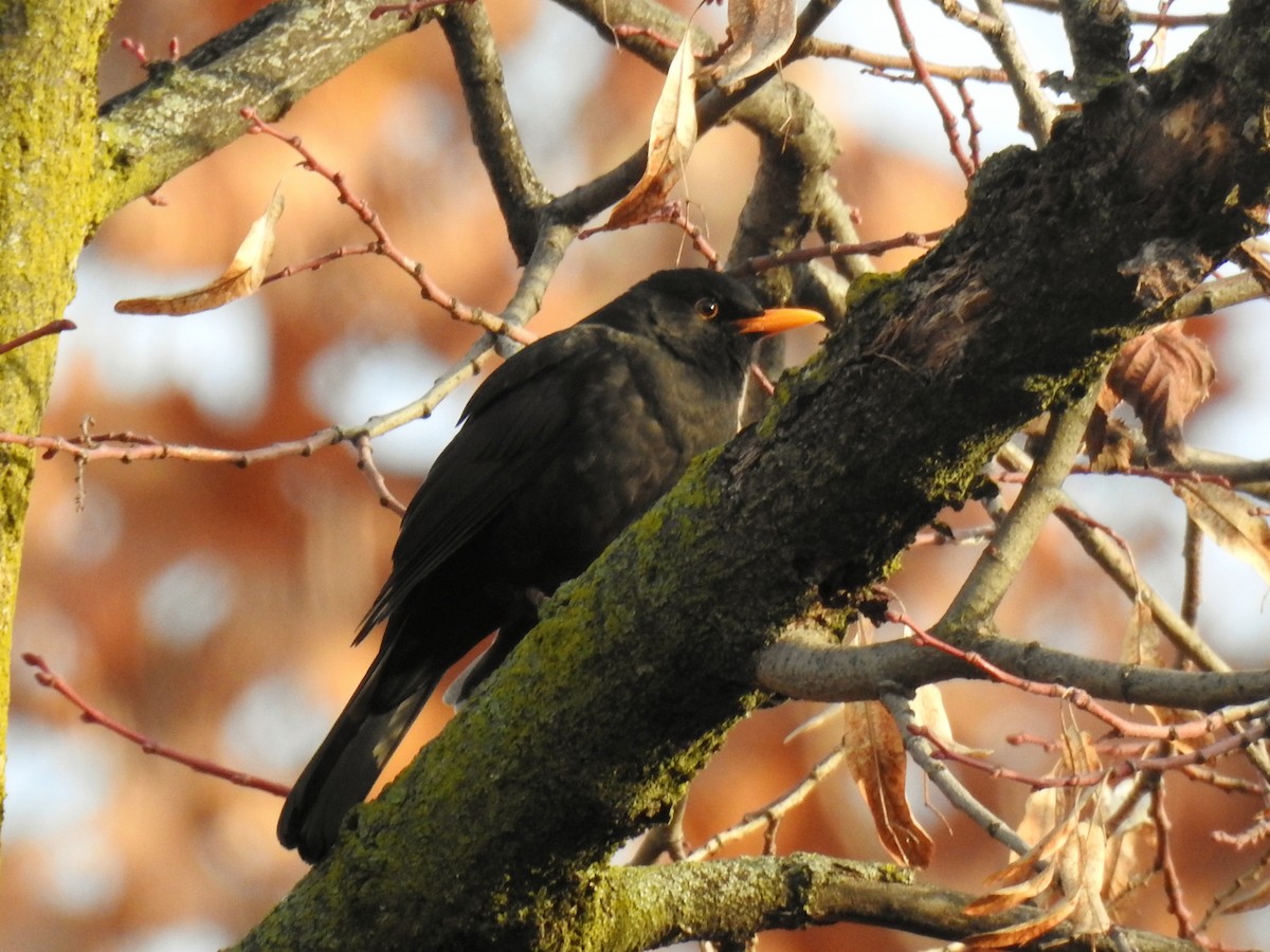 Eurasian Blackbird - ML647010870