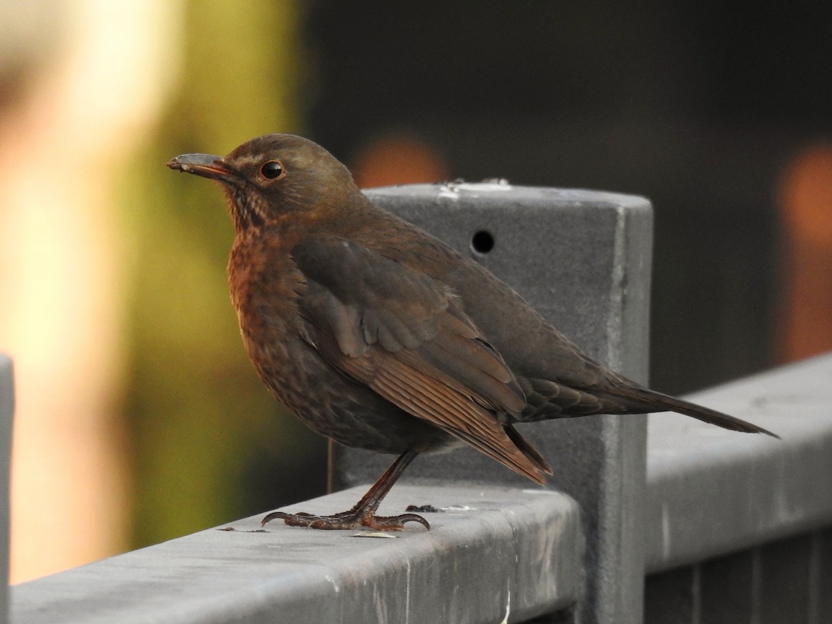Eurasian Blackbird - ML647010871
