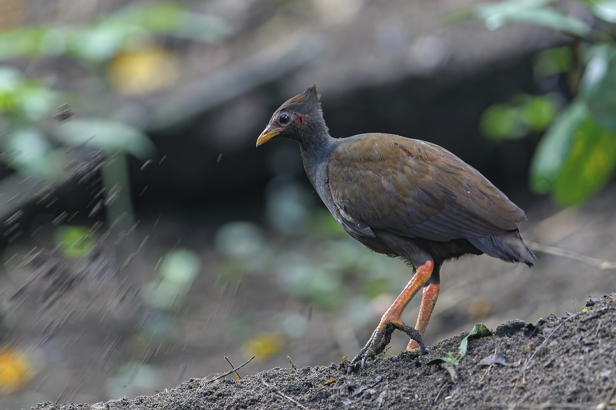 Orange-footed Megapode - ML647010872
