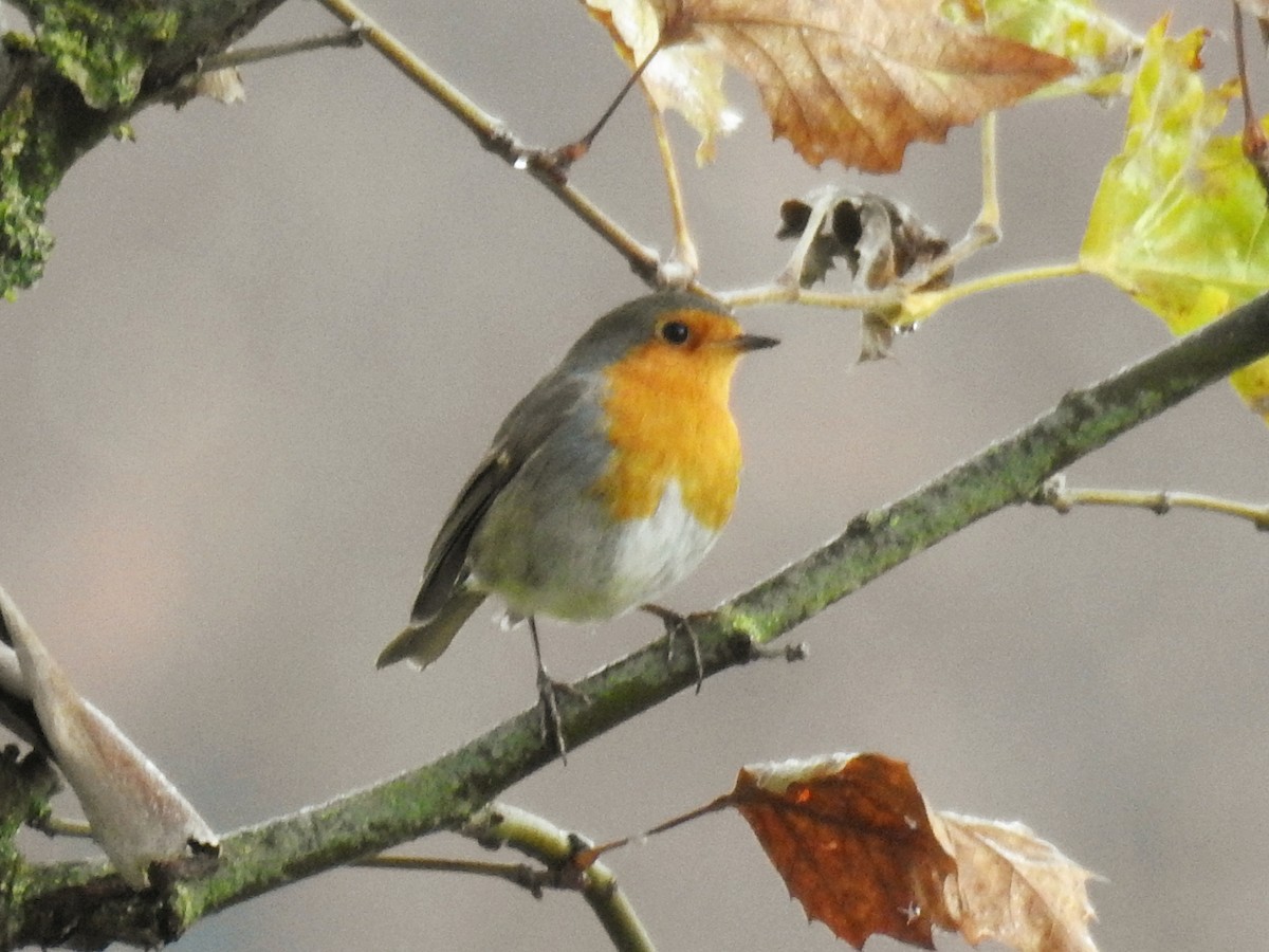 European Robin - ML647010875