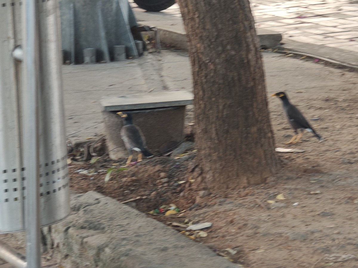 家八哥 - ML647010879