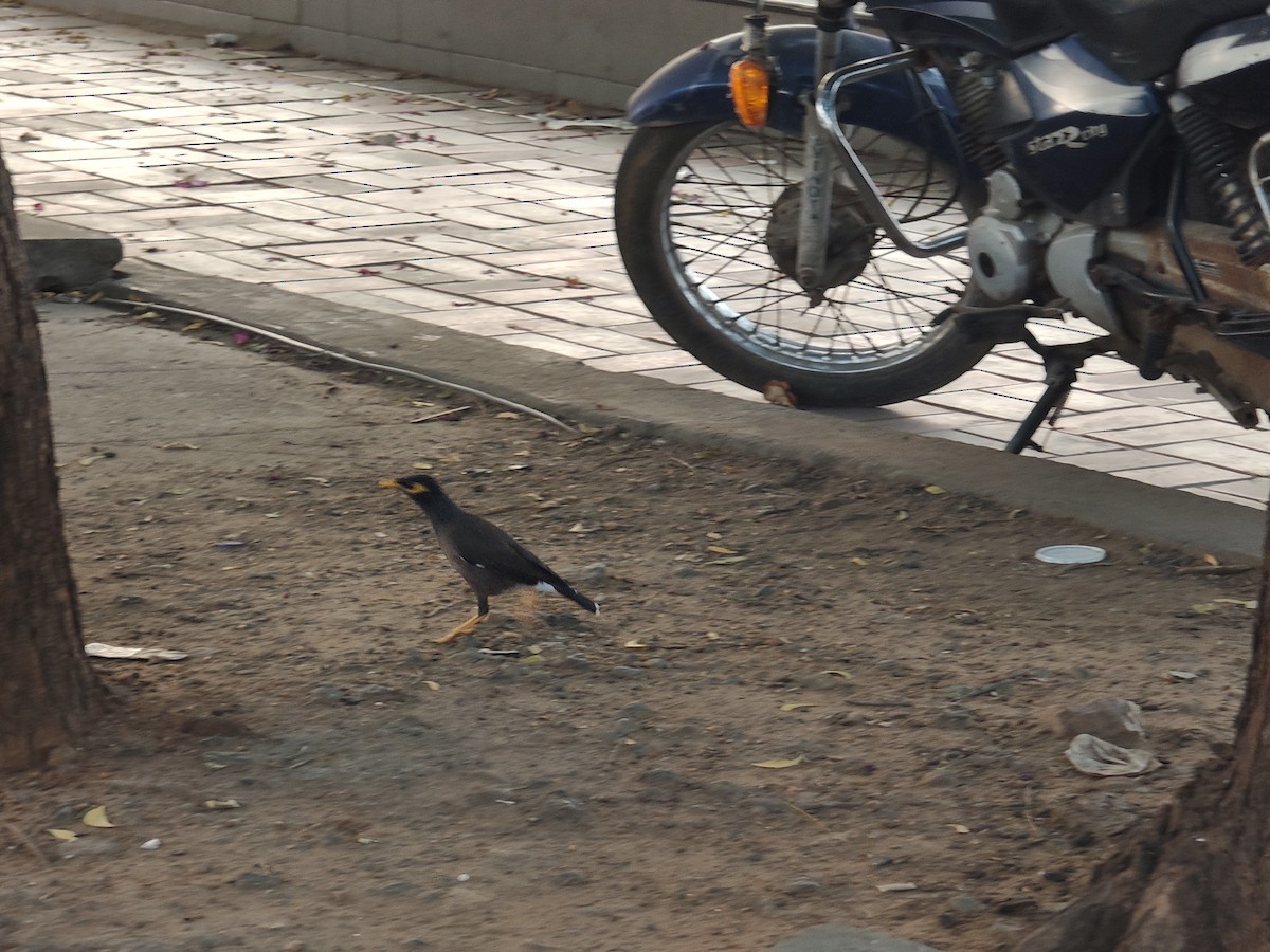 家八哥 - ML647010880