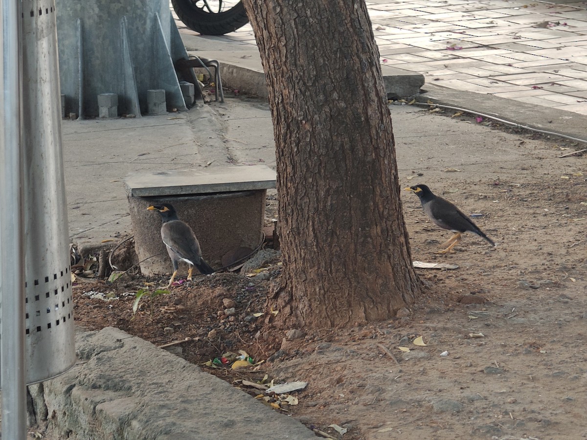 家八哥 - ML647010881