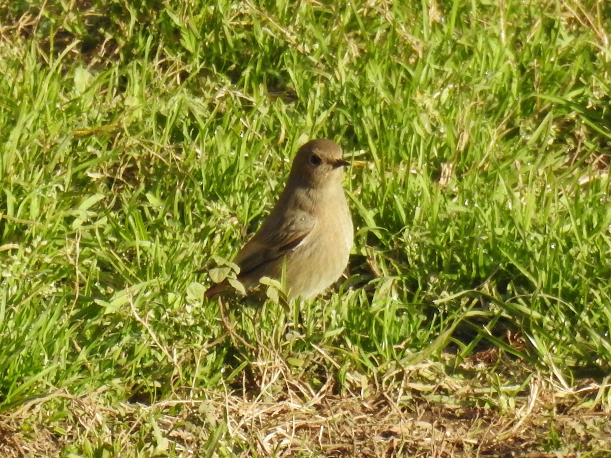 赭紅尾鴝 - ML647010882