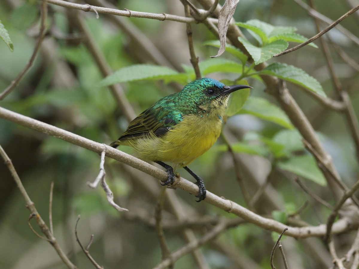 Саїманга зеленовола - ML647010885