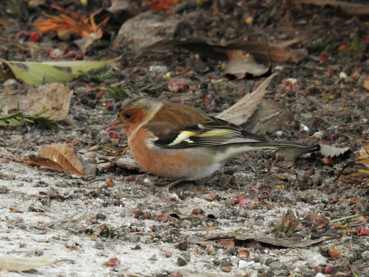 Common Chaffinch - ML647010889