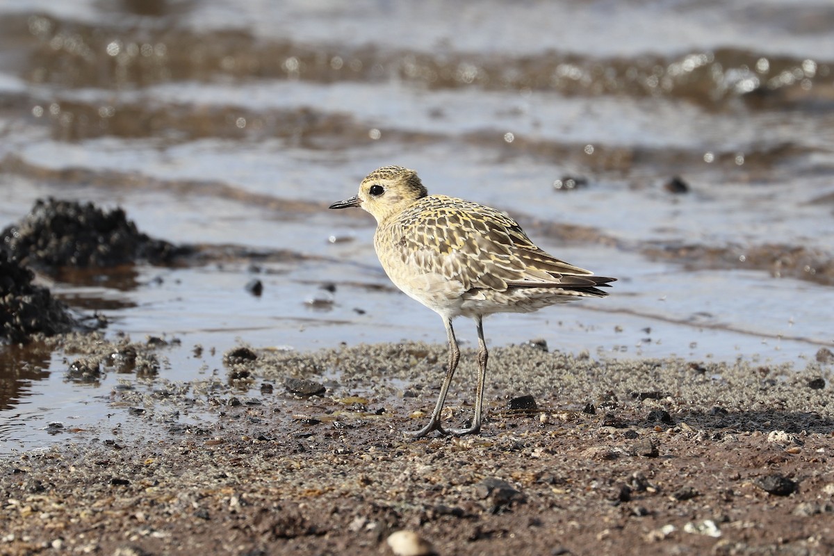 Pacific Golden-Plover - ML647010893