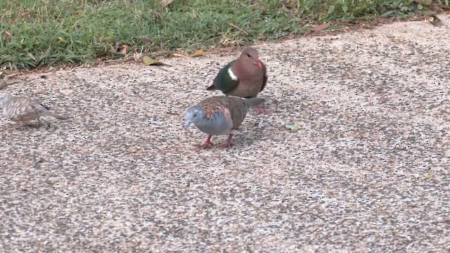 Bar-shouldered Dove - ML647010896