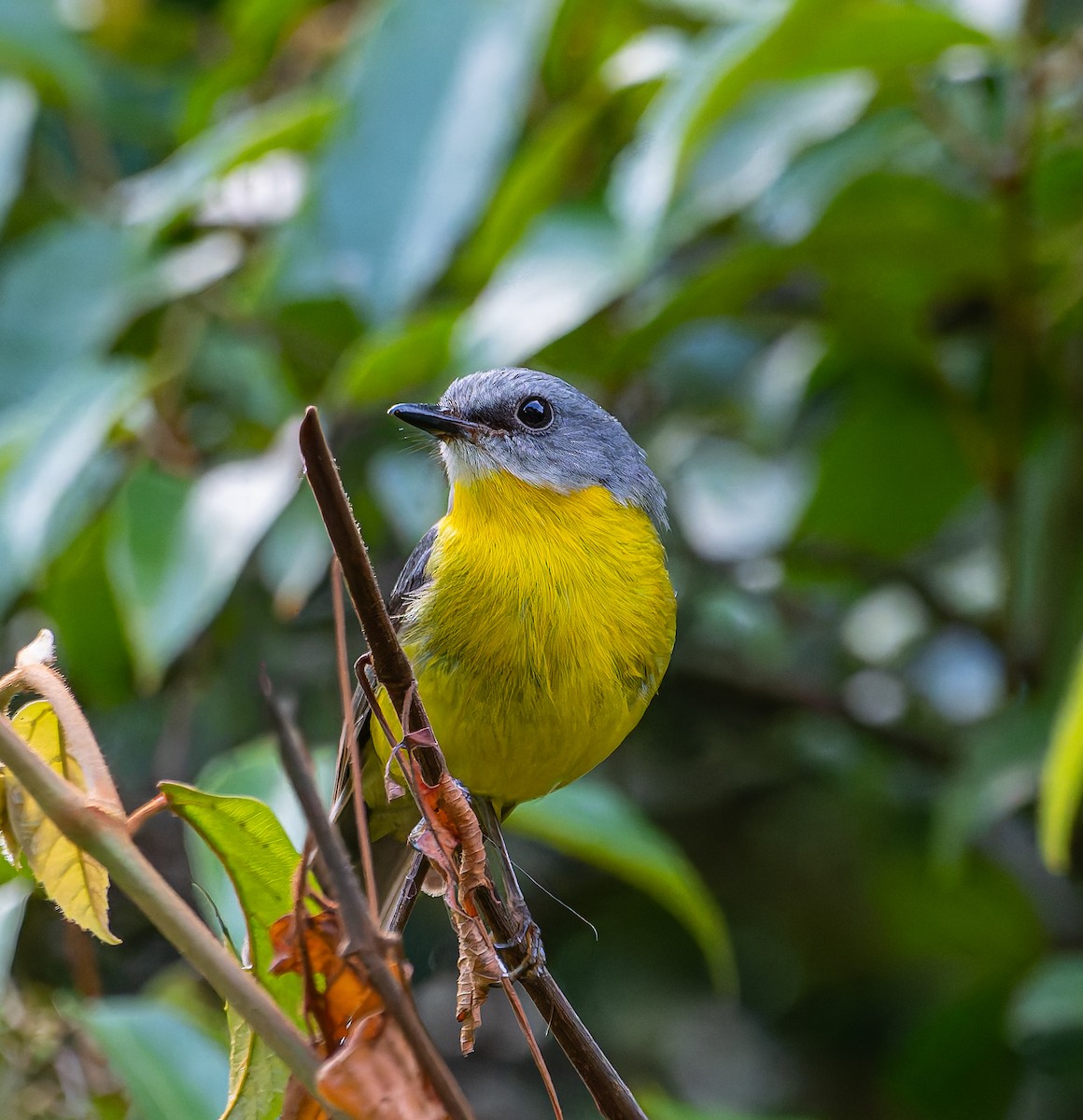 Королець жовтий - ML647010911