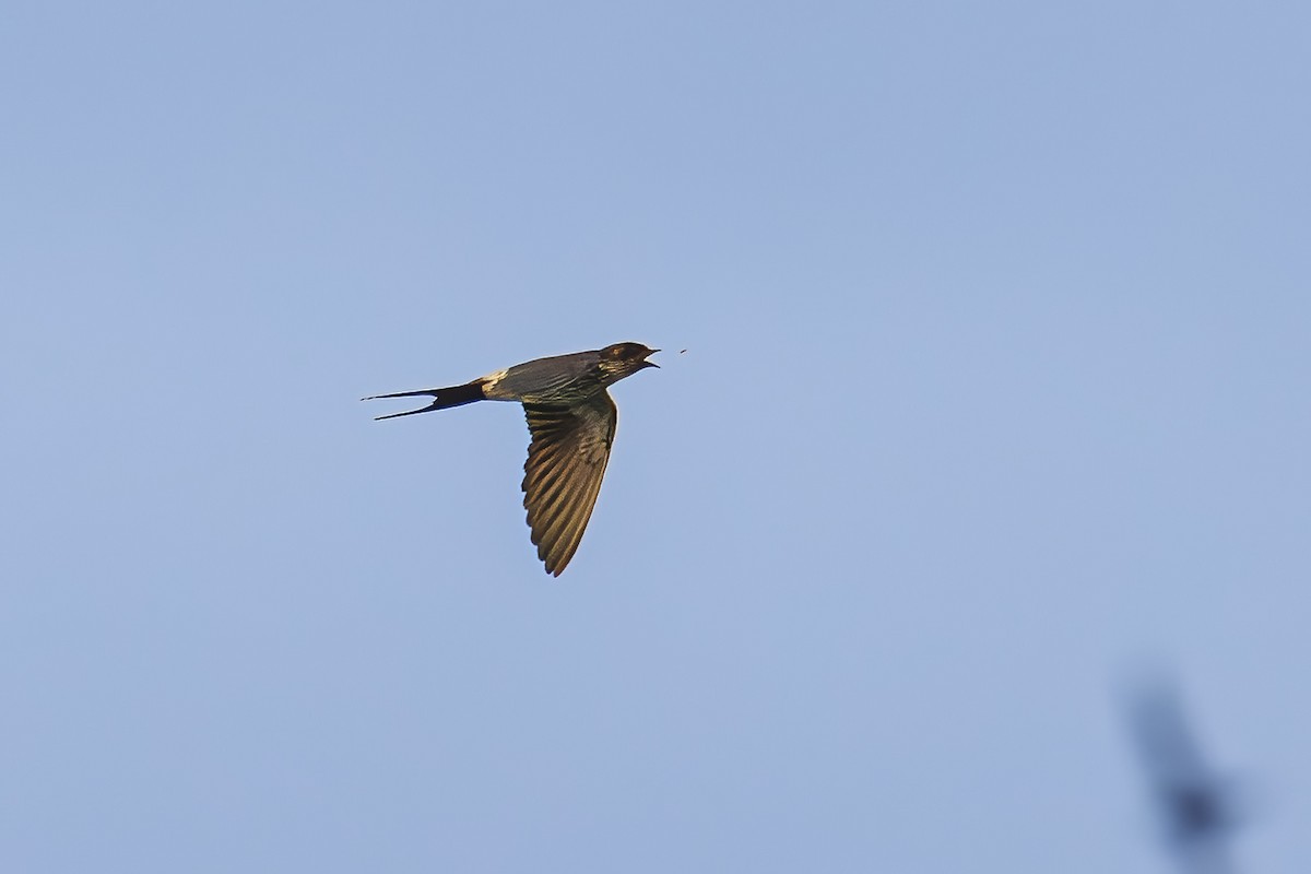Eastern Red-rumped Swallow (Striated) - ML647010913