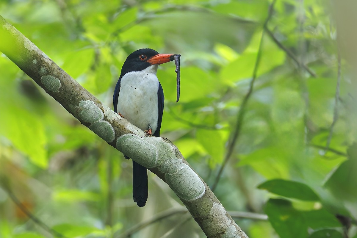 sundaisfugl - ML647010920