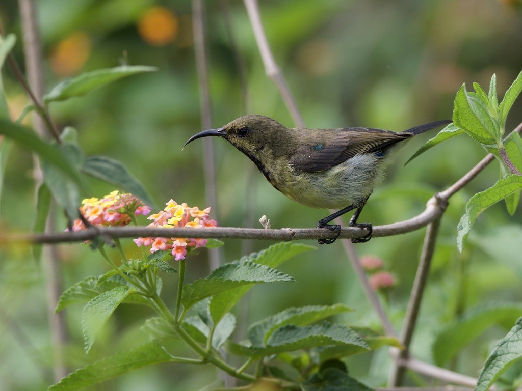 Variable Sunbird - ML647010932