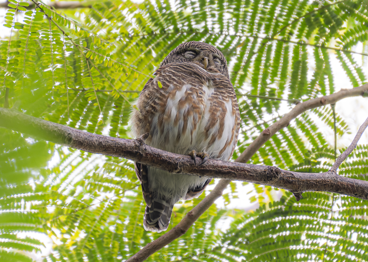 Asian Barred Owlet - ML647010933