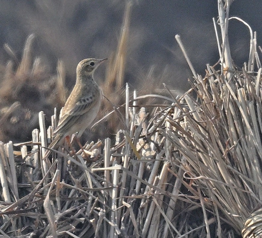 linduška velká - ML647010940