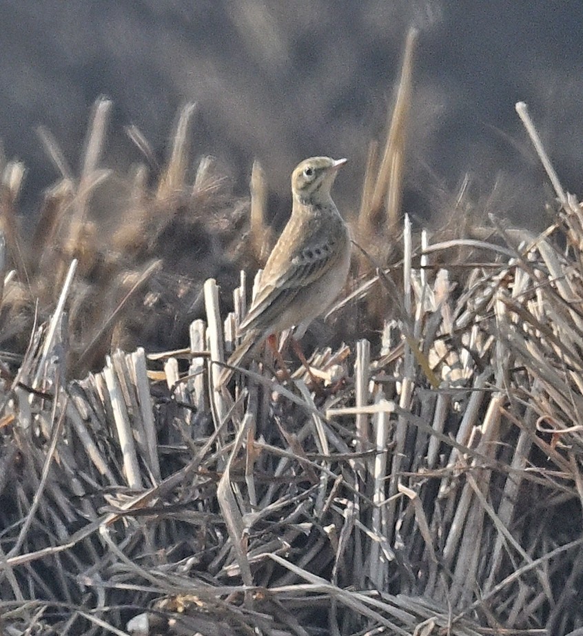 linduška velká - ML647010948