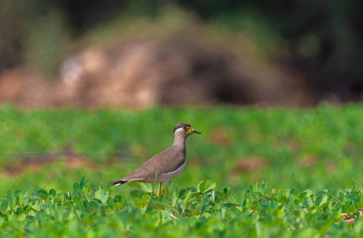 Yellow-wattled Lapwing - ML647010956