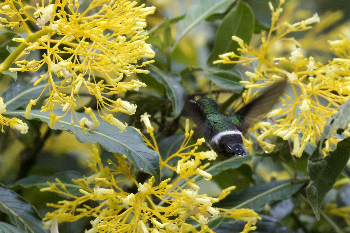 Green Thorntail - ML647010959