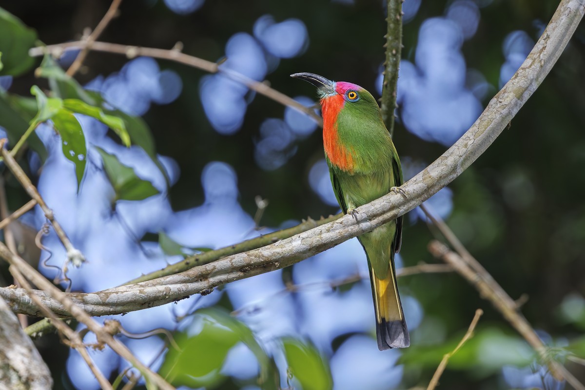 Red-bearded Bee-eater - ML647010961