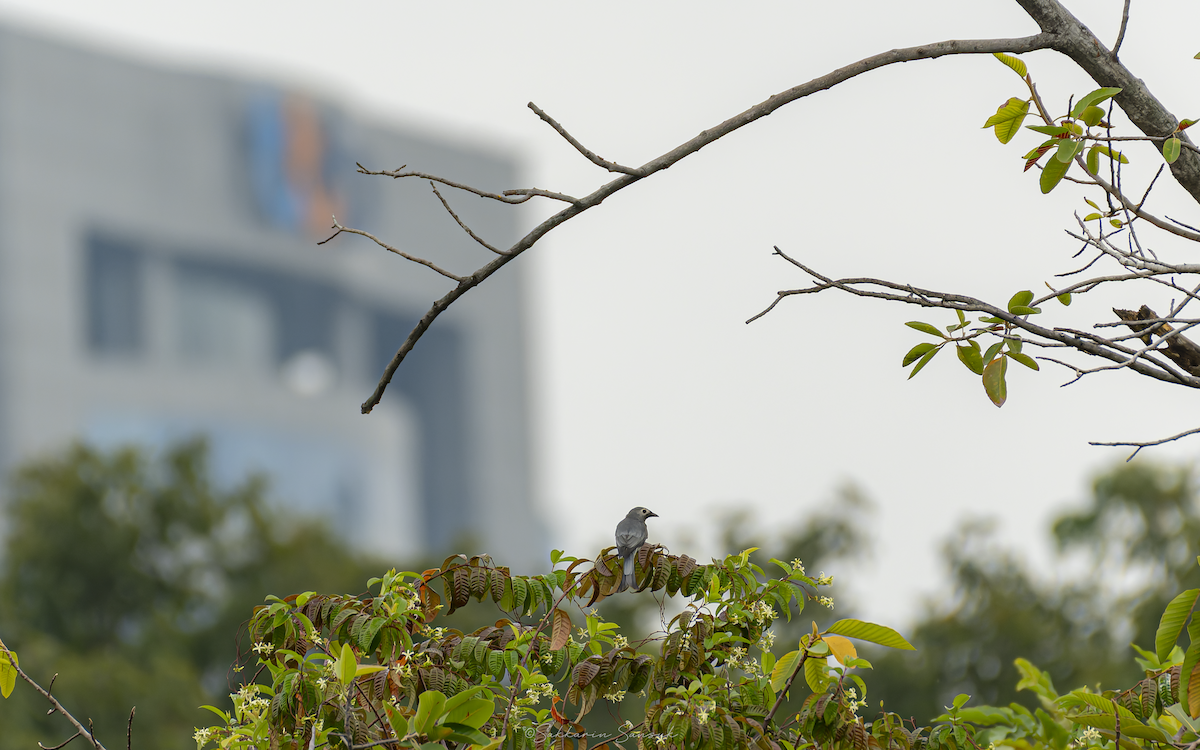 drongo kouřový - ML647010967