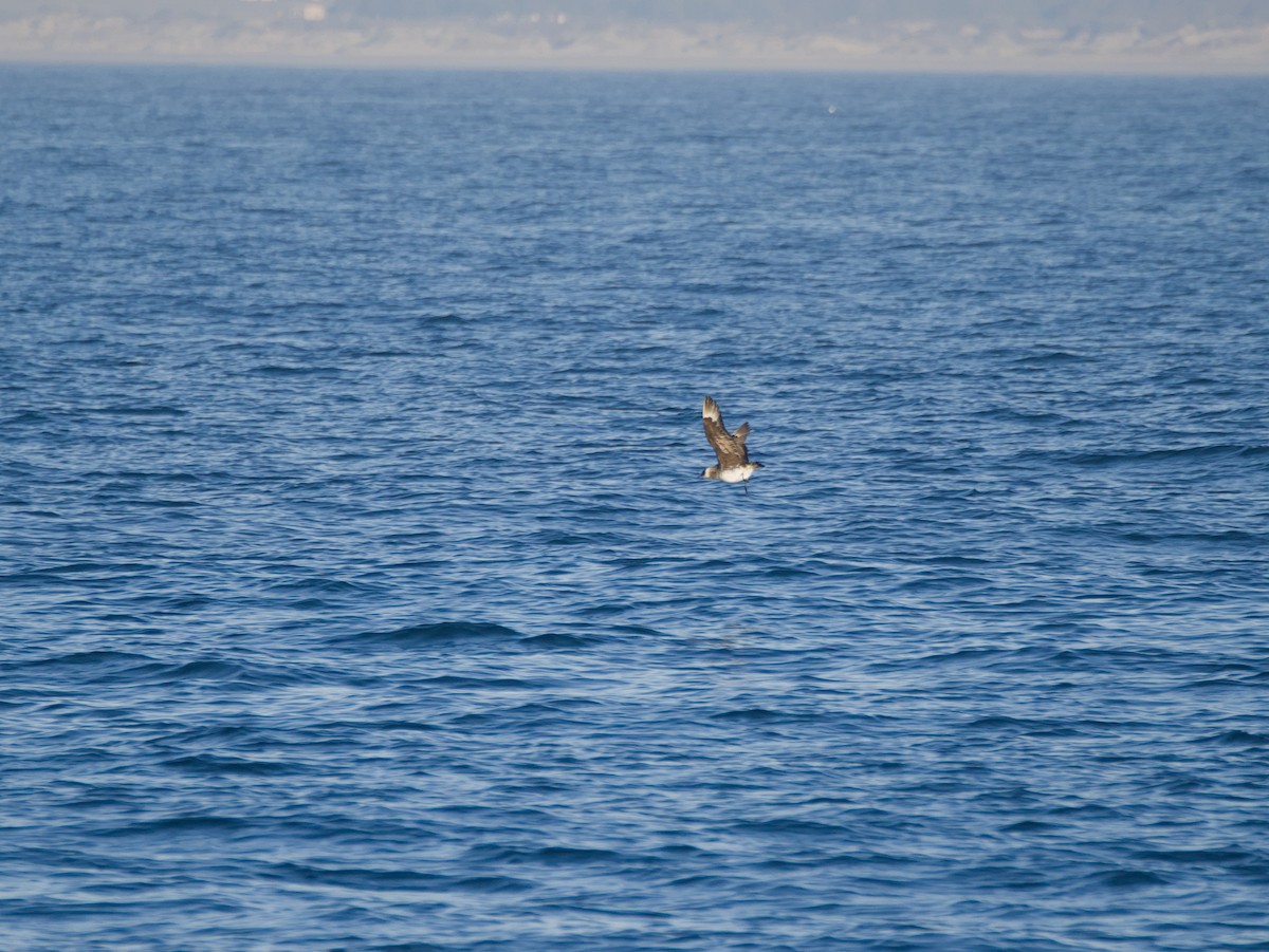 Pomarine Jaeger - ML647010968