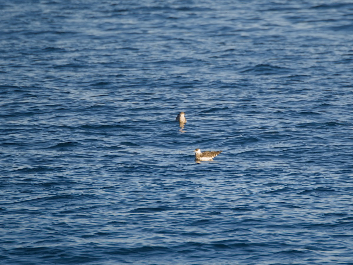 Pomarine Jaeger - ML647010970