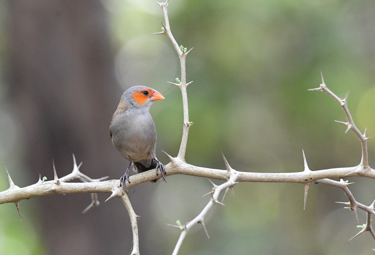 Al Yanaklı Mumgaga - ML647010971